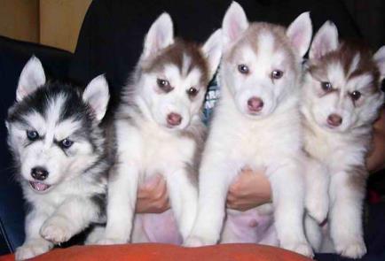 二哈夫妇一口气生了10只小二哈, 母二哈都没空拆家了, 笑哭主人