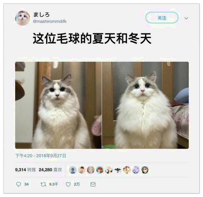 主人对比猫咪两个季节的照片, 冬天的这个版本, 让人看出土豪感!