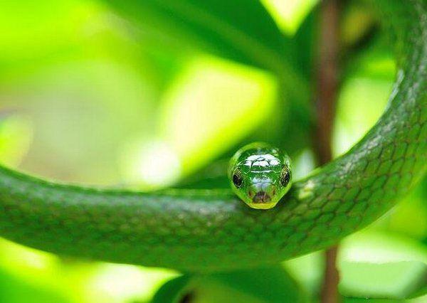 世界10大常见无毒蛇, 有3种人们会买来当宠物养, 你养了吗?