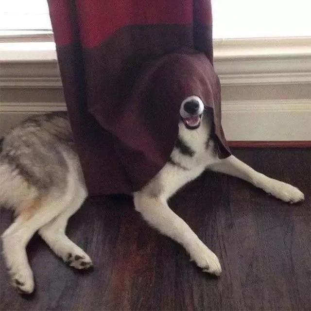 跟狗狗玩捉迷藏, 感觉智商受到了侮辱!