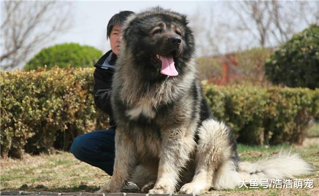 盘点世界护卫犬, 第一种都很熟悉, 第二个被我国禁养