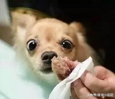 狗狗便便很臭是怎么回事?