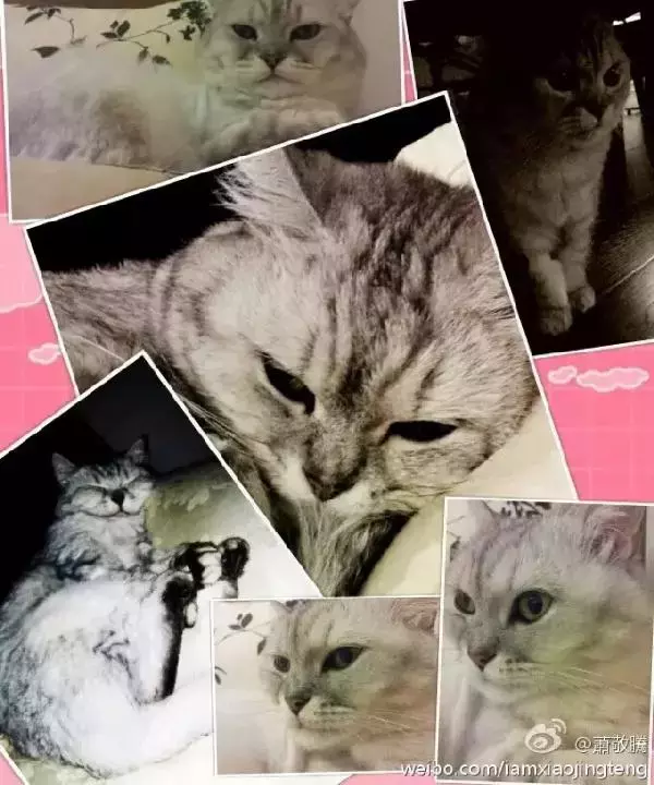 萧敬腾: 让领养代替买卖, 一点儿也不丢脸!