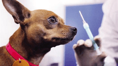 狗狗如果出现了这些情况, 就说明它开始缺乏营养了