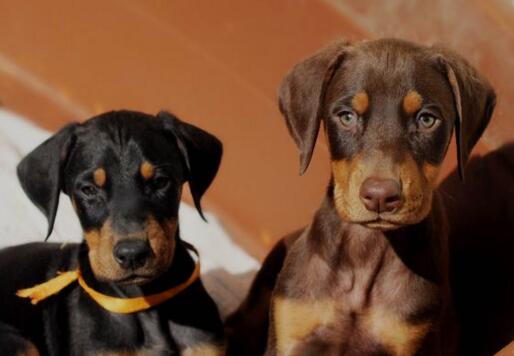 主人把杜宾犬独自放家里安全吗