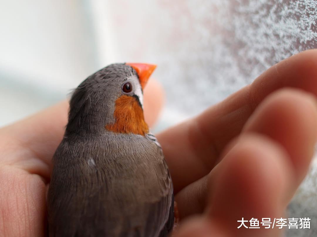 新手主人只要注意这些, 就能跟天生胆小谨慎的珍珠鸟搞好关系啦!