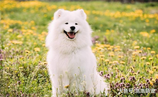 假如下面狗狗100元一只, 你会买哪个? 哪个都不想养