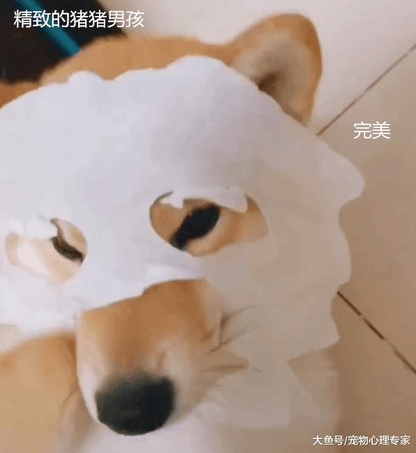 柴犬偷偷臭美, 变身护肤达人, 看见主人手上的盘子一秒破功