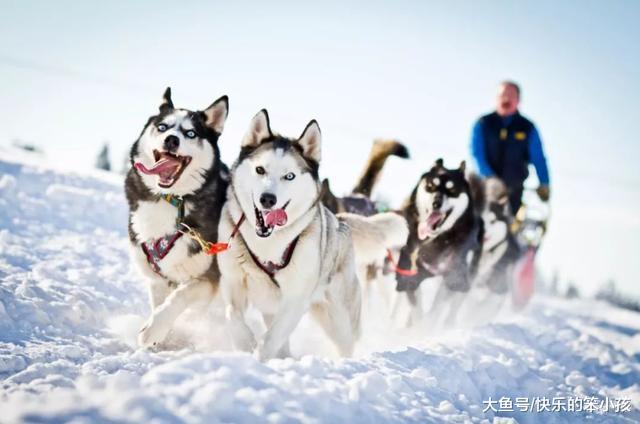 如何看待“狗拉雪橇”这种行为?