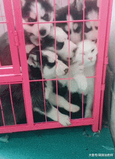 猫咪误入了一群小哈士奇当中, 结果被围观舔来舔去, 也太热情了!