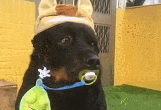 头戴帽子的洛威拿犬咬奶嘴, 一旁还夹口水巾, 原本的气势全不见