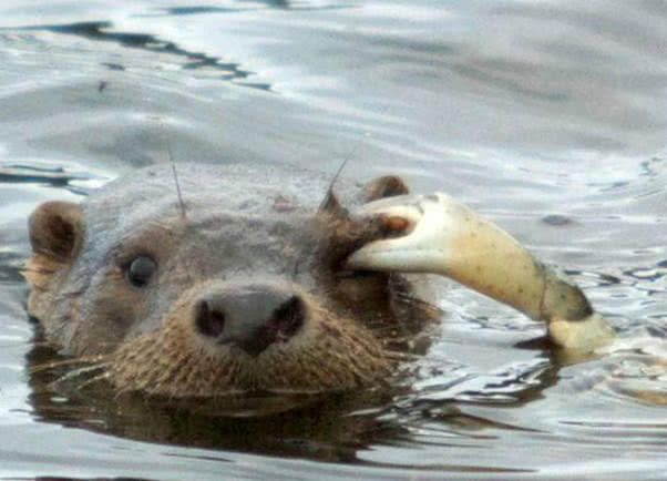 它能猎杀鳄鱼, 却被一只小螃蟹给打败了, 网友: 阴沟里翻船了!