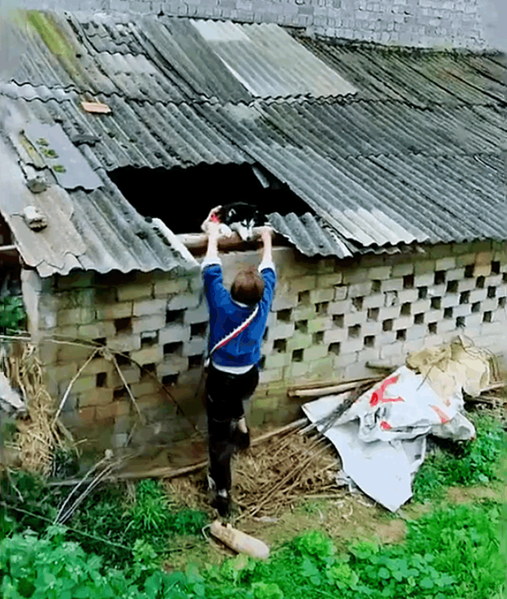 哈士奇犯二把小土狗追进河里, 河岸两米高, 狗主的做法暖心了……