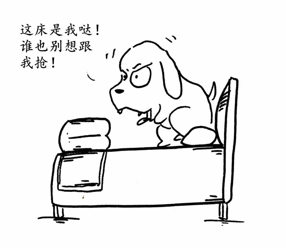 和宠物一起睡, 睡眠质量会更高? 你会和宠物一起睡么