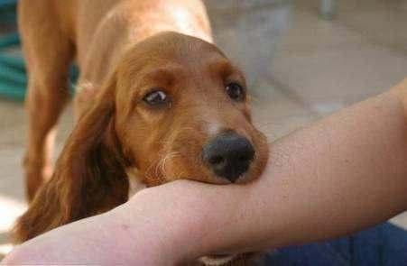被猫狗咬伤后, 为了不得狂犬病, 第一时间你该做什么?