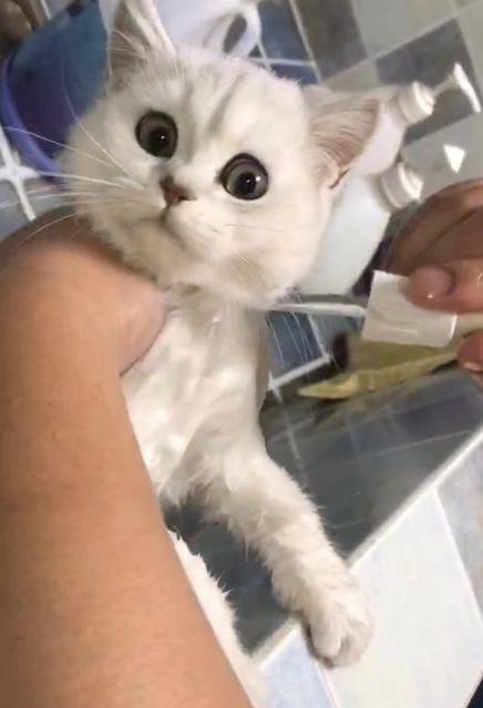 猫咪洗澡时不慎摔倒, 吓得大叫: 铲屎的, 快来护驾!