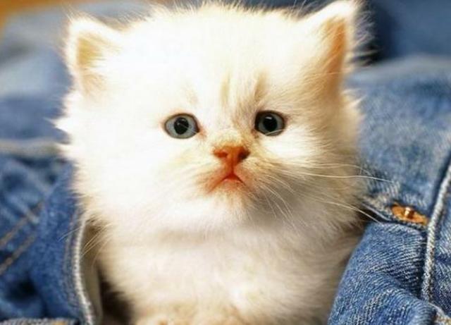 史上脾气最好的猫咪排行, 想怎么撸就怎么撸
