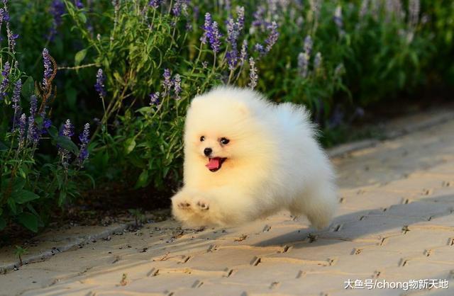 4种体型虽然小但是脾气大的狗, 爱吵闹, 有你家狗狗吗?