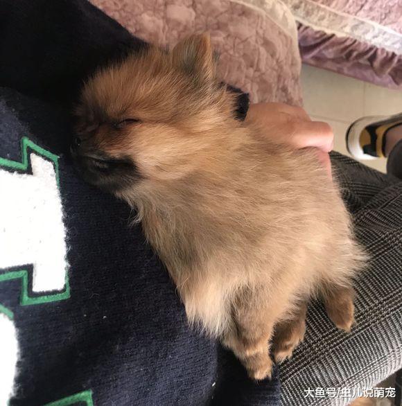 网友把博美当做礼物送人, 送走之前精心打扮一下吧!