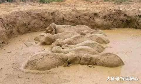 男子野外游玩, 发现泥潭里几条“大鱼”在翻腾, 看清后报警了