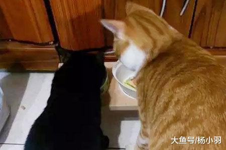 家有一只超凶的猫咪, 网友担心新来的小橘猫受欺负, 可半年后……