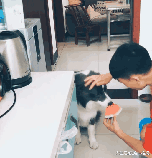 家里没面条了, 主人让边牧狗狗出去买面条, 狗狗出色的完成了