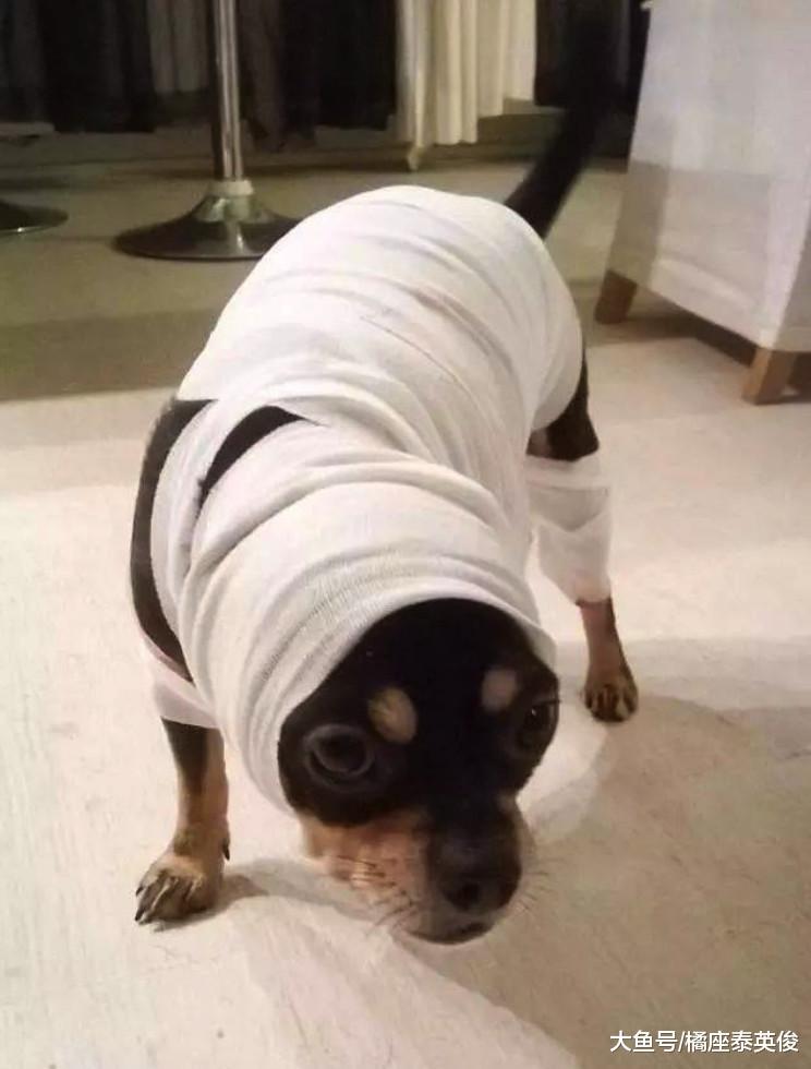 万圣节就在今夜, 主子们准备好折腾你家宠物了吗? 扮鬼指南请查收