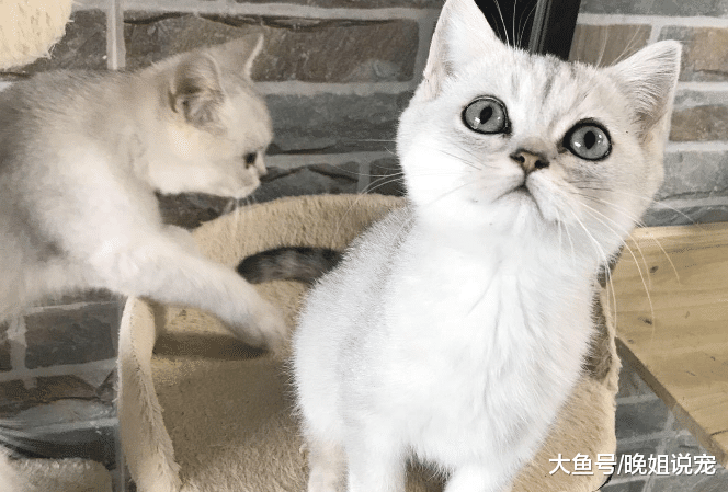 猫咪对主人依赖性有多强? 当它们做这5种事时, 记得多陪陪它们