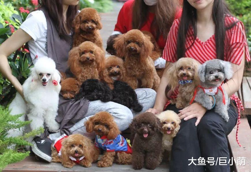 按智商排名来选狗, 靠谱吗?