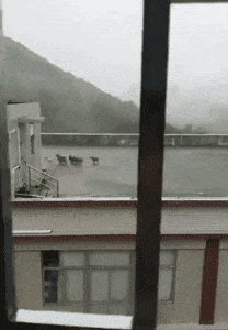 2018年, 狗狗都经历了什么?