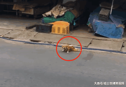 一只“残疾”狗狗在路上乞讨, 网友丢了食物, 结果他却懵了