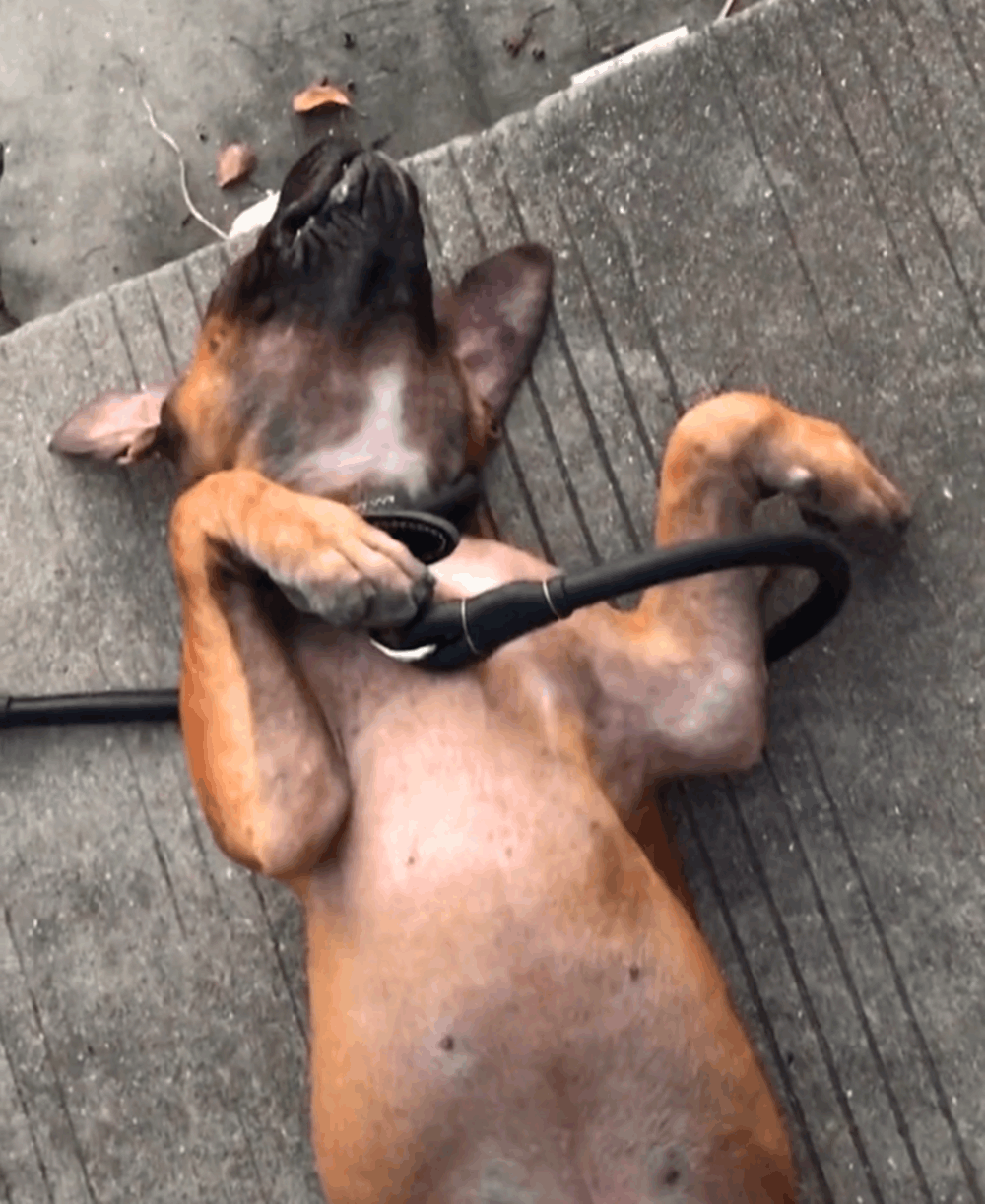 狗子上船圈占地盘, 撒完尿后下不来, 狗子的举动让人哭笑不得……