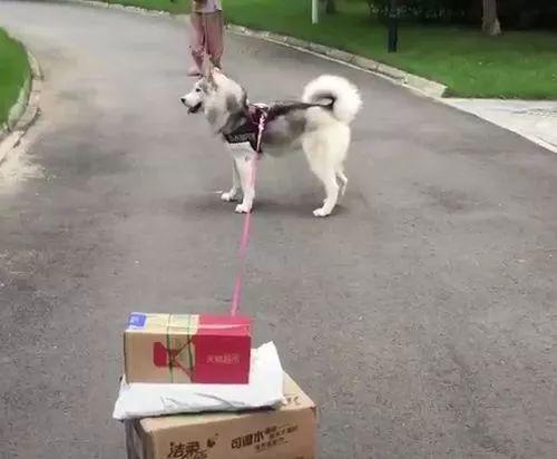 这么巧, 你也在等快递啊?