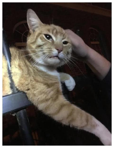 大橘猫呆在栏杆上哀鸣, 路人走近后发觉: 它在受大难!