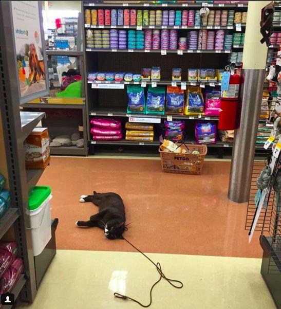 这只喵星人在山上像小老虎, 一逛平地超市竟然...