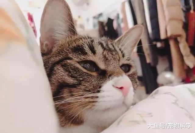 它居然一边梦呓一边翻了个身!