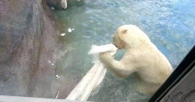 北极熊刚刚搬进新家, 隔壁的孔雀还不知道是怎么回事, 就已经成了午餐