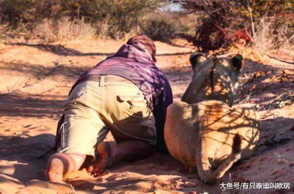 两人把「一手养大的小狮子」放回野外, 结果狮子从未忘记「一见面马上扑倒」钻进怀里撒娇: 是爸爸耶~