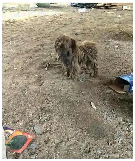主人把狗送给民工养, 它的模样成了“垃圾般”, 主人憋不住想骂人
