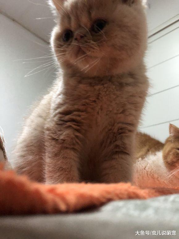 网友在找东西, 无意间发现小猫盯着他看, 被它的表情萌翻了