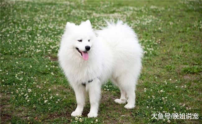 5种开销特别大的狗狗, 哈士奇在内, 第五种根本养不起