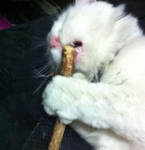 猫咪吸食猫薄荷后会疯癫到什么程度?