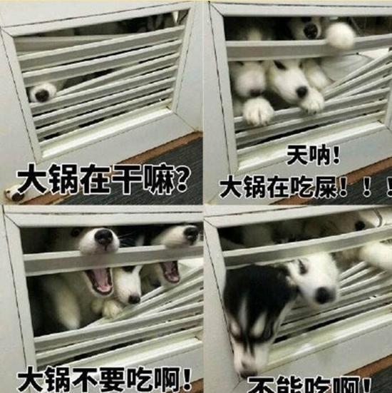 家中养了九只哈士奇, 成群结队的给你制造混乱, 一不当心就得破产