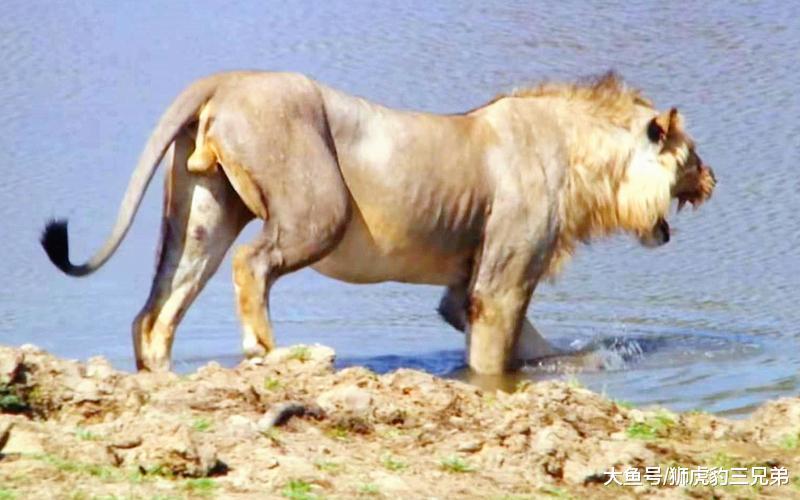 狮子这三个本事都比老虎差, 它想战胜老虎有多难?