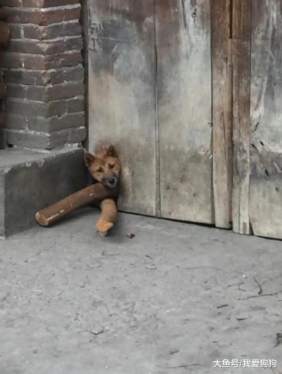 把洞堵住都挡不住狗秀恩爱, 我是不是应该成全它们?
