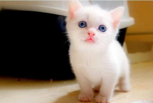 捡来的流浪奶猫身上都是癣, 细心照顾2个月后, 却给主人带来惊喜