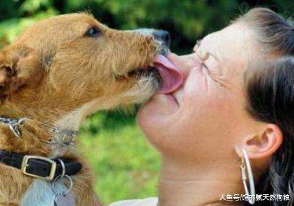 狗狗为啥喜欢舔主人? 原因有5个, 有“味道”在内!
