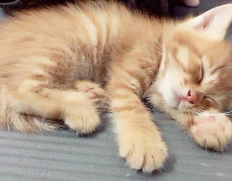 橘猫刚来的时候巴掌大一坨, 长大后却胖成球, 这球还是实心的