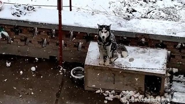 今年的第一场雪! 看二哈站在狗窝迎接雪花的子, 估计是智商解锁了