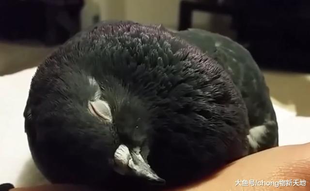 新西兰的鸟儿因为酗酒出名, 喝醉后躺在地上任人捡 , 也是心大!